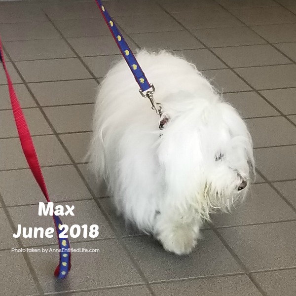 Chemo Round 6 For Max. Max's GME Update. This is an update of the chemotherapy protocol of our dog, Max who is battling Granulomatous meningoencephalomyelitis (GME). This is a canine disease where the white blood cells attack the central nervous system.
