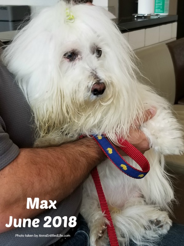 Chemo Round 6 For Max. Max's GME Update. This is an update of the chemotherapy protocol of our dog, Max who is battling Granulomatous meningoencephalomyelitis (GME). This is a canine disease where the white blood cells attack the central nervous system.