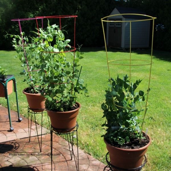 Spring Container Gardening. Experimenting with container gardening. Various types of peas, each different type in a single pot.