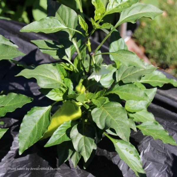 Spring Container Gardening. Experimenting with container gardening. Banana Peppers growing in an earth box.