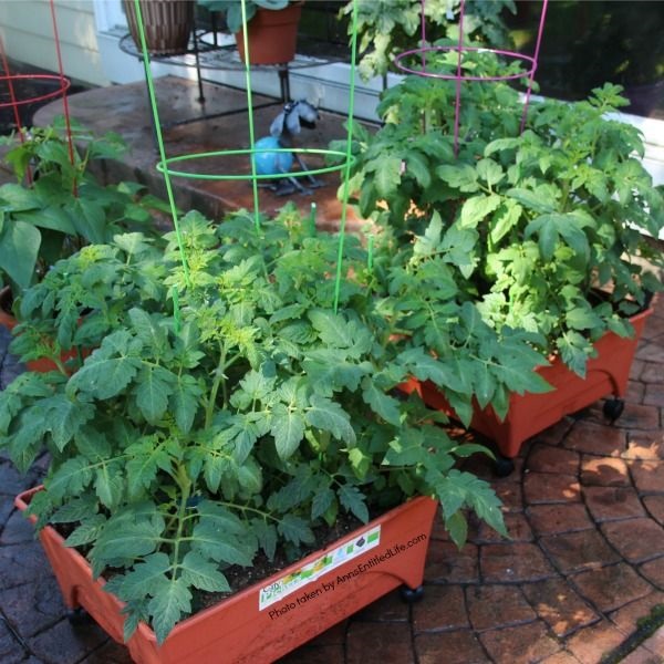 Spring Container Gardening. Experimenting with container gardening. Roma tomatoes in city pickers.