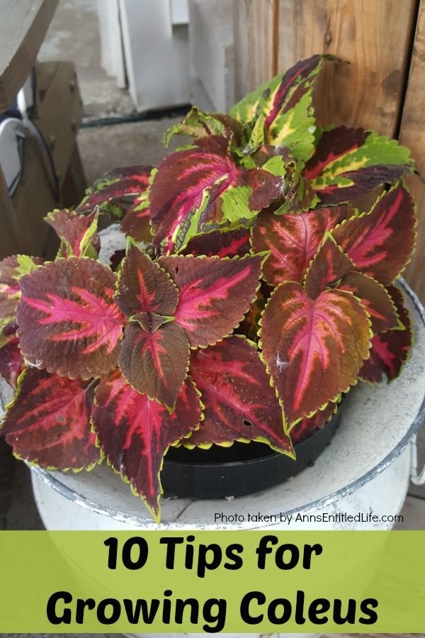 a coleus plant in a garden container on a deck