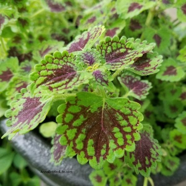 10 Tips for Growing Coleus. Sunny or shady, you want your garden to be full of vibrant colors, and coleus plants deliver that impact! Coleus is one of those plants that can thrive in many conditions, so being familiar with how to grow coleus is smart. Read here for my 10 Tips for Growing Coleus, and see how easy it can be to enjoy this vibrant plant.