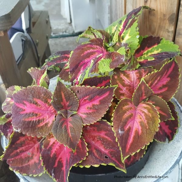 10 Tips for Growing Coleus. Sunny or shady, you want your garden to be full of vibrant colors, and coleus plants deliver that impact! Coleus is one of those plants that can thrive in many conditions, so being familiar with how to grow coleus is smart. Read here for my 10 Tips for Growing Coleus, and see how easy it can be to enjoy this vibrant plant.