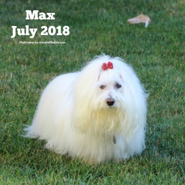 Max is Back to Chemo for His GME. Max's GME Update. This is an update of the chemotherapy protocol of our dog, Max who is battling Granulomatous meningoencephalomyelitis (GME). This is a canine disease where the white blood cells attack the central nervous system.