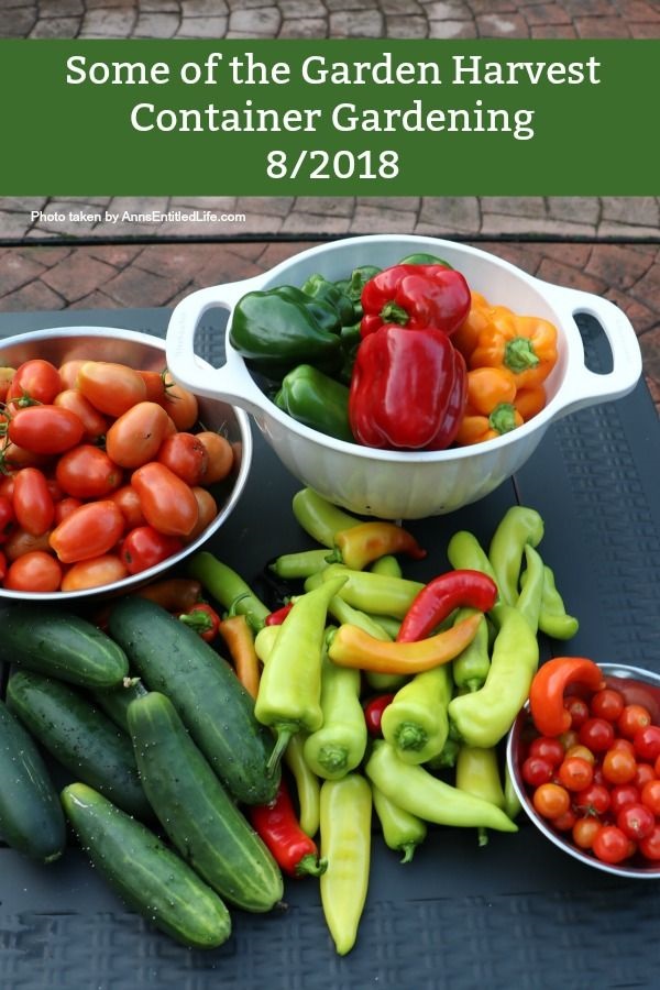 Container Garden Harvest. This is a post to recap my 2018 container gardening harvest including; what worked, what did not work, and what I will be trying again.