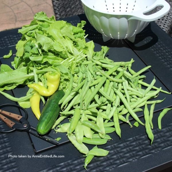 Container Garden Harvest. This is a post to recap my 2018 container gardening harvest including; what worked, what did not work, and what I will be trying again.