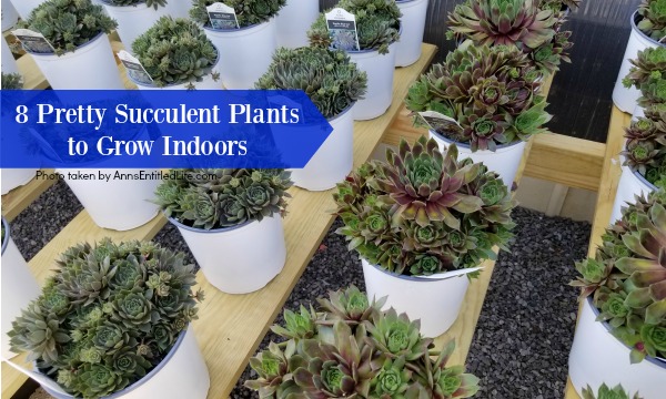 8 Pretty Succulent Plants to Grow Indoors