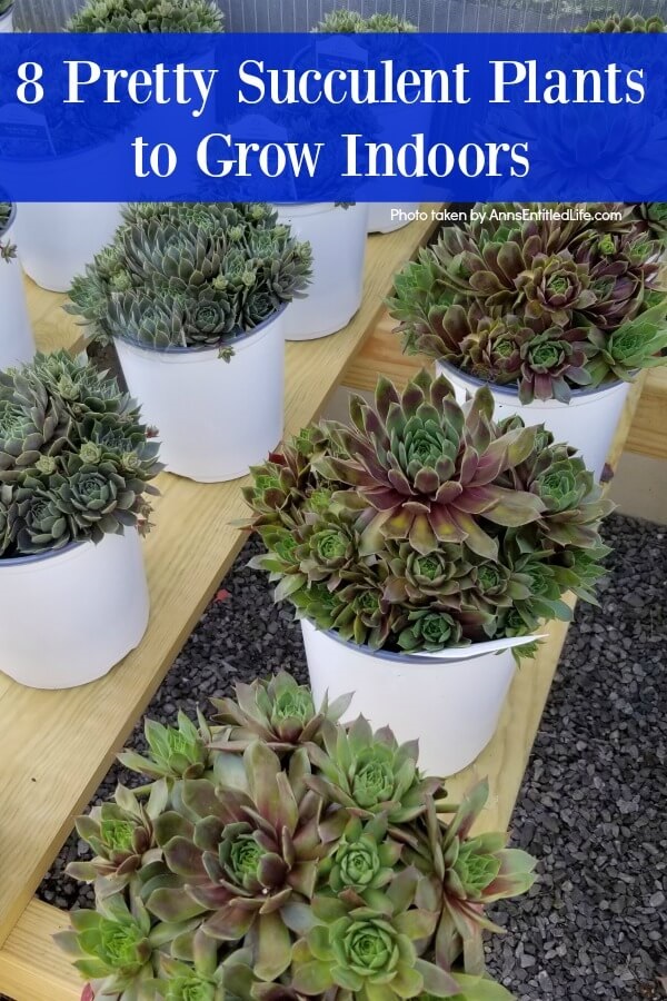 White containers filled with succulents all sitting on a wooden bench