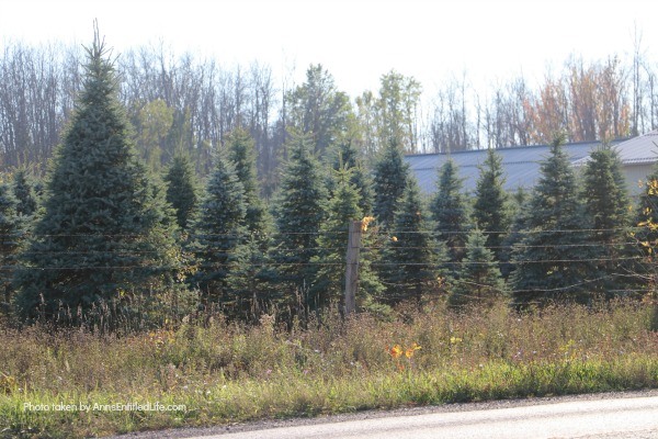 Christmas Tree Farms in New York State. The state of New York is one of the best locations for finding amazing Christmas Tree Farms for cutting your own holiday tree.  There are many great farms that are ideal for taking your family along for a fun holiday adventure. Build a great new family tradition by planning a weekend to visit one of the many amazing Christmas Tree farms located throughout New York State.