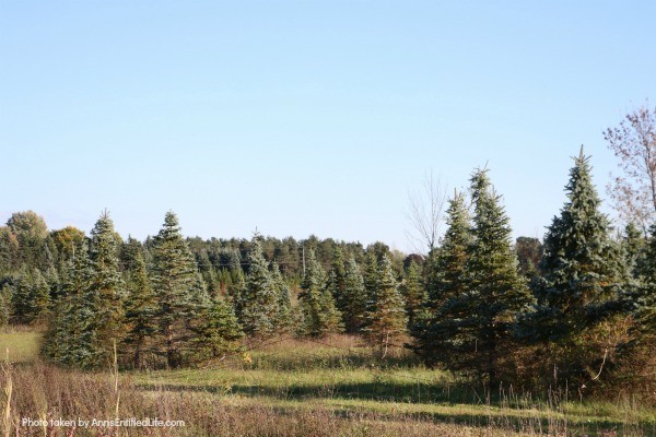 Christmas Tree Farms in New York State. The state of New York is one of the best locations for finding amazing Christmas Tree Farms for cutting your own holiday tree.  There are many great farms that are ideal for taking your family along for a fun holiday adventure. Build a great new family tradition by planning a weekend to visit one of the many amazing Christmas Tree farms located throughout New York State.