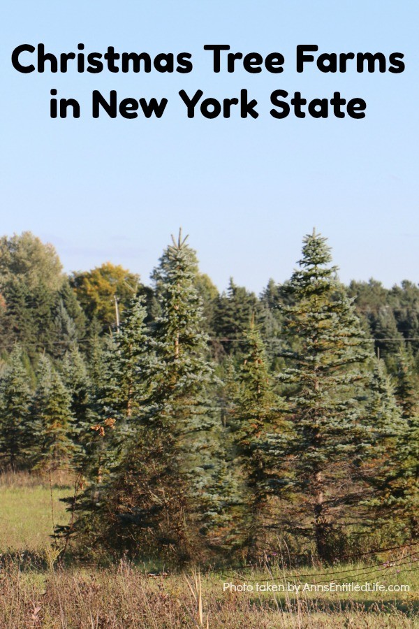 Christmas Tree Farms in New York State. The state of New York is one of the best locations for finding amazing Christmas Tree Farms for cutting your holiday tree.  There are many great farms that are ideal for taking your family along for a fun holiday adventure. Build a great new family tradition by planning a weekend to visit one of the many amazing Christmas Tree farms located throughout New York State.