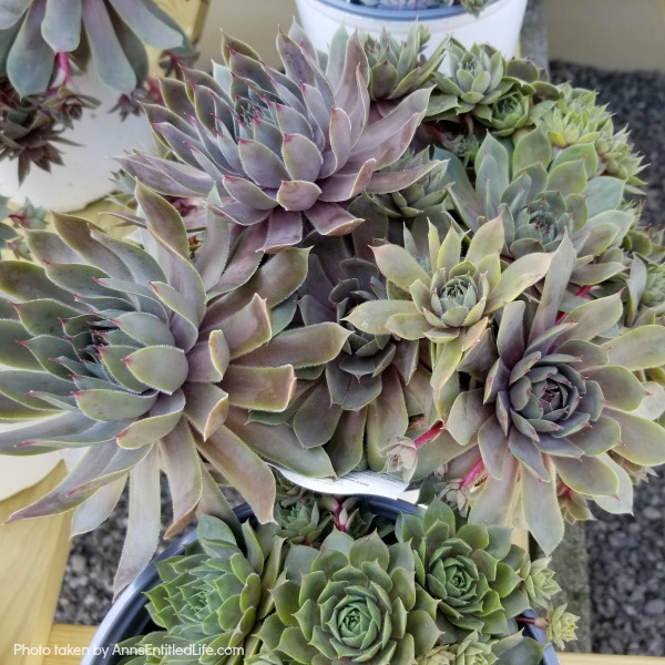 hens and chicks succlent plants