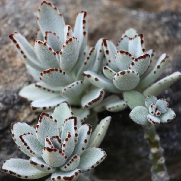 8 Pretty Succulent Plants to Grow Indoors