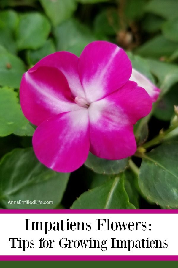Impatiens Flowers: Tips for Growing Impatiens. Impatiens are the perfect plant for those limited on space, sun, and time. They are one of the most forgiving plants you can grow, and can quickly add a pop to color to even the smallest of growing spaces. If you are curious about growing impatiens, look below at some helpful growing tips. You will find that these tips for growing impatiens can help you achieve the yard of your dreams!.