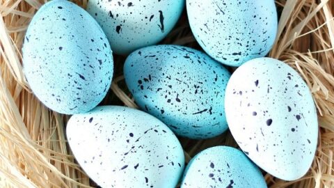 Hand Painted Robin Eggs Bird Nest Décor