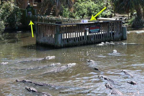 St. Augustine Alligator Farm. Hubby and I went to the St. Augustine Alligator Farm Zoological Park a few weeks ago. This is my review of the St. Augustine Alligator Farm Zoological Park, as well as photographs and tidbits of information about the zoo.