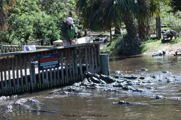 St. Augustine Alligator Farm. Hubby and I went to the St. Augustine Alligator Farm Zoological Park a few weeks ago. This is my review of the St. Augustine Alligator Farm Zoological Park, as well as photographs and tidbits of information about the zoo.