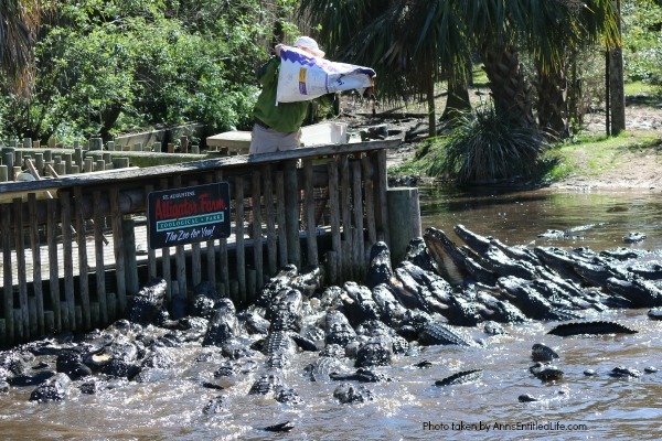 St. Augustine Alligator Farm. Hubby and I went to the St. Augustine Alligator Farm Zoological Park a few weeks ago. This is my review of the St. Augustine Alligator Farm Zoological Park, as well as photographs and tidbits of information about the zoo.