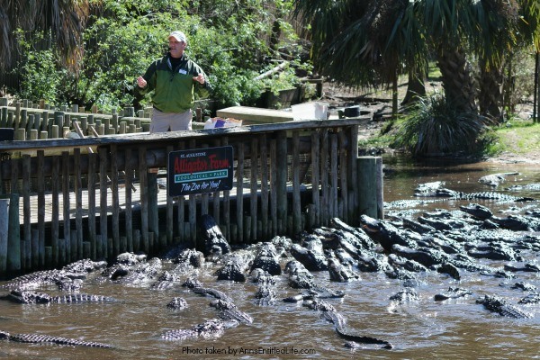 St. Augustine Alligator Farm. Hubby and I went to the St. Augustine Alligator Farm Zoological Park a few weeks ago. This is my review of the St. Augustine Alligator Farm Zoological Park, as well as photographs and tidbits of information about the zoo.