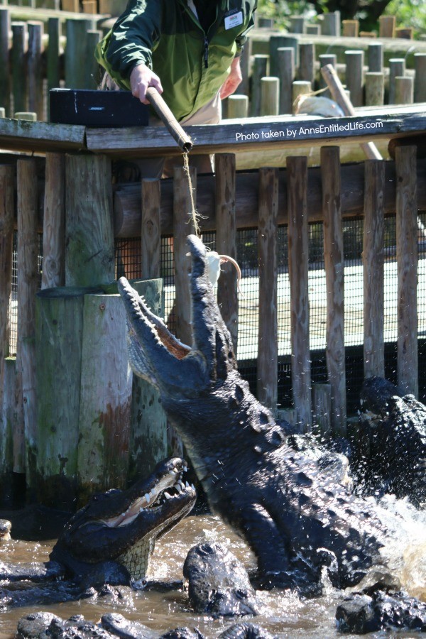 St. Augustine Alligator Farm. Hubby and I went to the St. Augustine Alligator Farm Zoological Park a few weeks ago. This is my review of the St. Augustine Alligator Farm Zoological Park, as well as photographs and tidbits of information about the zoo.