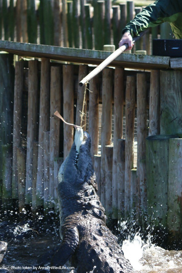 St. Augustine Alligator Farm. Hubby and I went to the St. Augustine Alligator Farm Zoological Park a few weeks ago. This is my review of the St. Augustine Alligator Farm Zoological Park, as well as photographs and tidbits of information about the zoo.