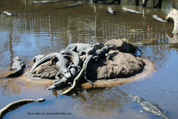 St. Augustine Alligator Farm. Hubby and I went to the St. Augustine Alligator Farm Zoological Park a few weeks ago. This is my review of the St. Augustine Alligator Farm Zoological Park, as well as photographs and tidbits of information about the zoo.