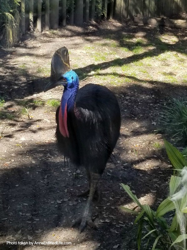 St. Augustine Alligator Farm. Hubby and I went to the St. Augustine Alligator Farm Zoological Park a few weeks ago. This is my review of the St. Augustine Alligator Farm Zoological Park, as well as photographs and tidbits of information about the zoo.