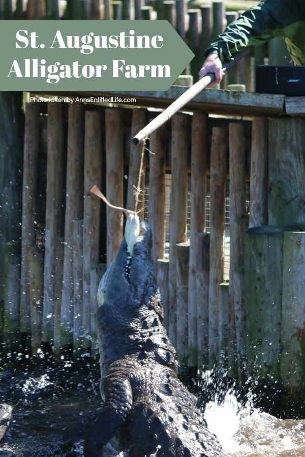 an alligator jumping out of the water to snag a chicken