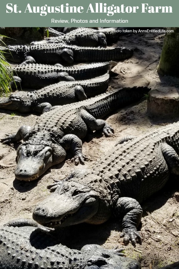 St. Augustine Alligator Farm. Hubby and I went to the St. Augustine Alligator Farm Zoological Park a few weeks ago. This is my review of the St. Augustine Alligator Farm Zoological Park, as well as photographs and tidbits of information about the zoo.