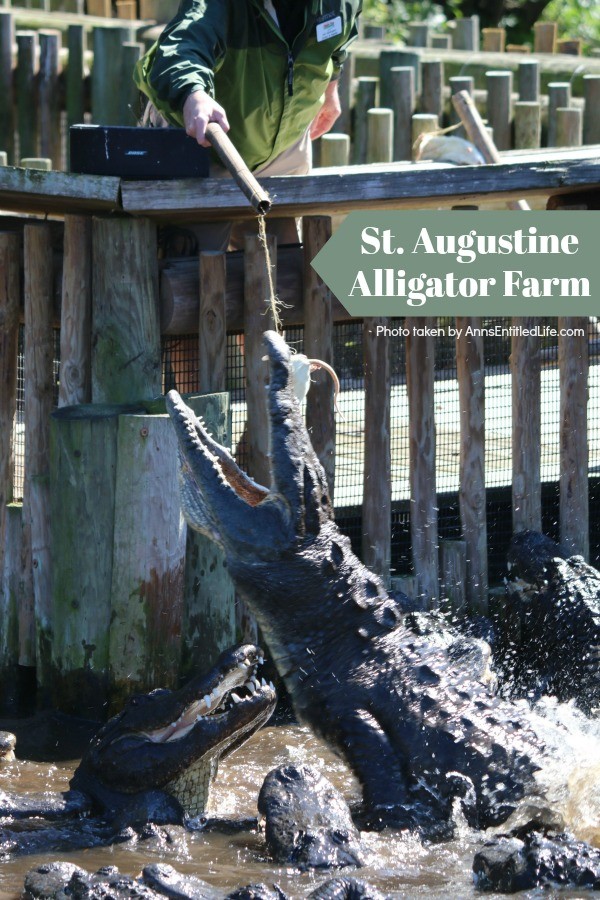 St. Augustine Alligator Farm. Hubby and I went to the St. Augustine Alligator Farm Zoological Park a few weeks ago. This is my review of the St. Augustine Alligator Farm Zoological Park, as well as photographs and tidbits of information about the zoo.