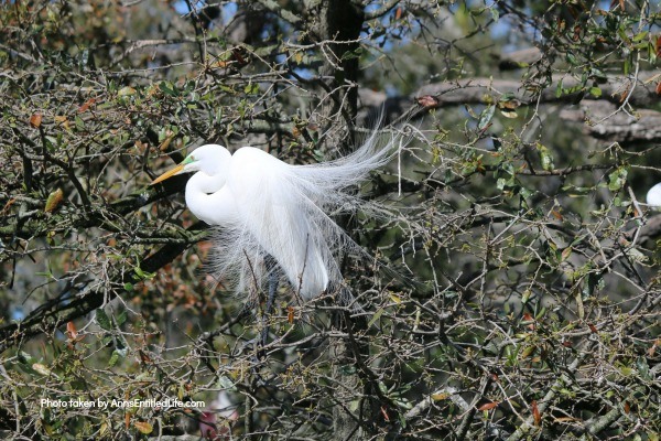 St. Augustine Alligator Farm. Hubby and I went to the St. Augustine Alligator Farm Zoological Park a few weeks ago. This is my review of the St. Augustine Alligator Farm Zoological Park, as well as photographs and tidbits of information about the zoo.