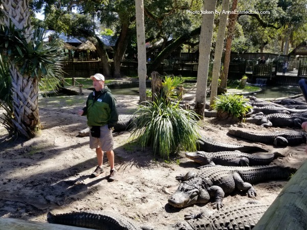 St. Augustine Alligator Farm. Hubby and I went to the St. Augustine Alligator Farm Zoological Park a few weeks ago. This is my review of the St. Augustine Alligator Farm Zoological Park, as well as photographs and tidbits of information about the zoo.