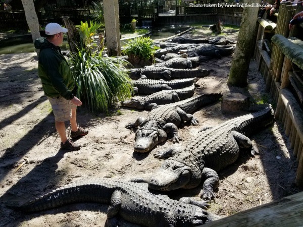 St. Augustine Alligator Farm. Hubby and I went to the St. Augustine Alligator Farm Zoological Park a few weeks ago. This is my review of the St. Augustine Alligator Farm Zoological Park, as well as photographs and tidbits of information about the zoo.