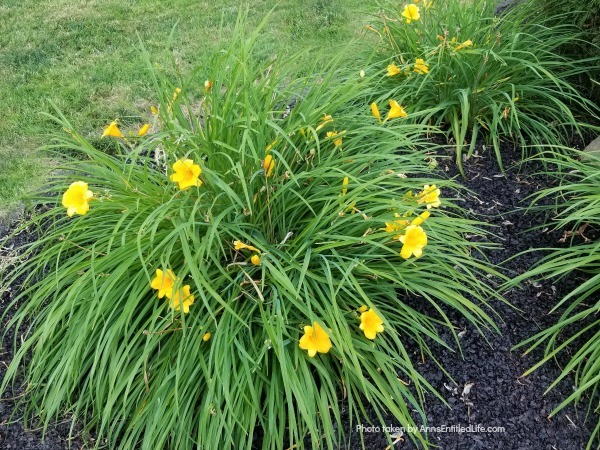 10 Tips for Growing Daylilies. If you are a gardener on a budget, daylilies are one of the best plants you can grow. A small investment in daylilies will give you blooms for many years to come, and these quick growing plants can fill your yard up fast. Daylilies are fairly simple to grow too. Look below at some helpful tips for growing daylilies, and see why this is a plant you should add to your yard this year!