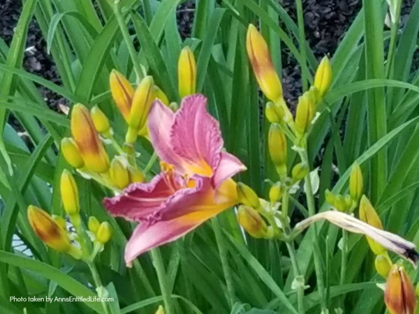 10 Tips for Growing Daylilies. If you are a gardener on a budget, daylilies are one of the best plants you can grow. A small investment in daylilies will give you blooms for many years to come, and these quick growing plants can fill your yard up fast. Daylilies are fairly simple to grow too. Look below at some helpful tips for growing daylilies, and see why this is a plant you should add to your yard this year!