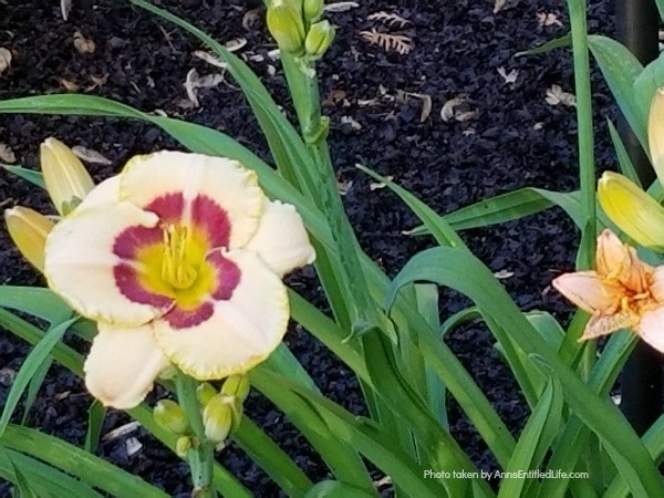 10 Tips for Growing Daylilies. If you are a gardener on a budget, daylilies are one of the best plants you can grow. A small investment in daylilies will give you blooms for many years to come, and these quick growing plants can fill your yard up fast. Daylilies are fairly simple to grow too. Look below at some helpful tips for growing daylilies, and see why this is a plant you should add to your yard this year!