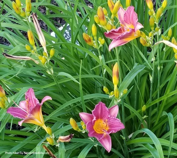 10 Tips for Growing Daylilies. If you are a gardener on a budget, daylilies are one of the best plants you can grow. A small investment in daylilies will give you blooms for many years to come, and these quick growing plants can fill your yard up fast. Daylilies are fairly simple to grow too. Look below at some helpful tips for growing daylilies, and see why this is a plant you should add to your yard this year!