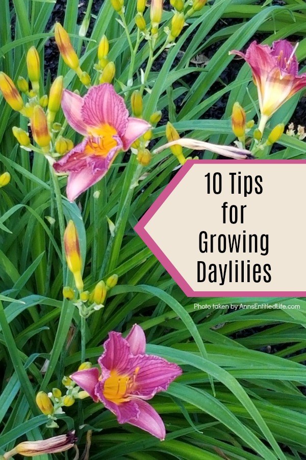 purple daylilies in a garden