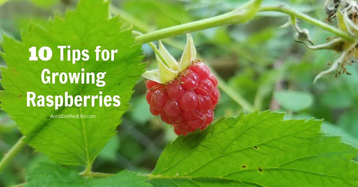 10 Tips for Growing Raspberries