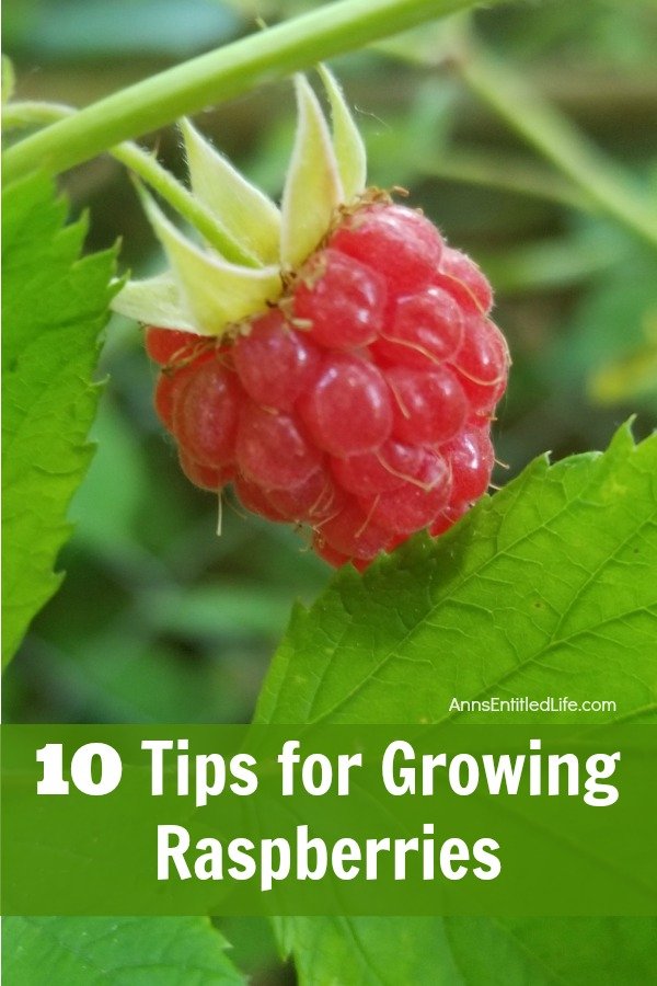 10 Tips for Growing Raspberries. Growing your own raspberries is easy, and by following a few simple tips and tricks you can enjoy a raspberry bush that comes back and performs year after year. Look below at 10 tips for growing raspberries, and see how easy it can be to enjoy these berries yourself!