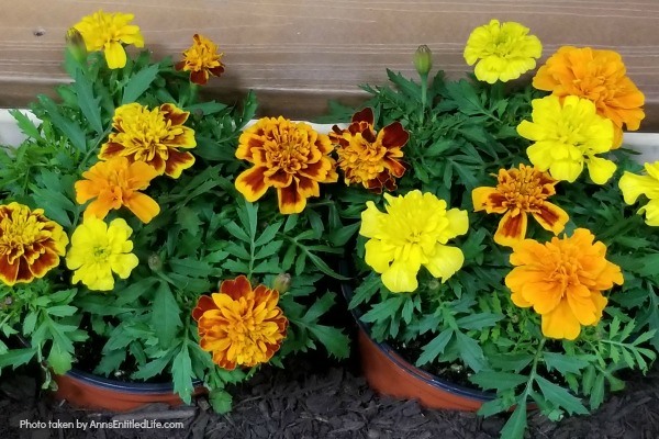 Marigold Flowers: 7 Reasons You Should Grow Marigolds This Year. Growing marigolds offers all sorts of benefits to you and your garden, so they should be considered when planning your yearly landscape. Look below at the 7 reasons you should grow marigolds this year and see why these colorful flowers are a must-have for any yard.