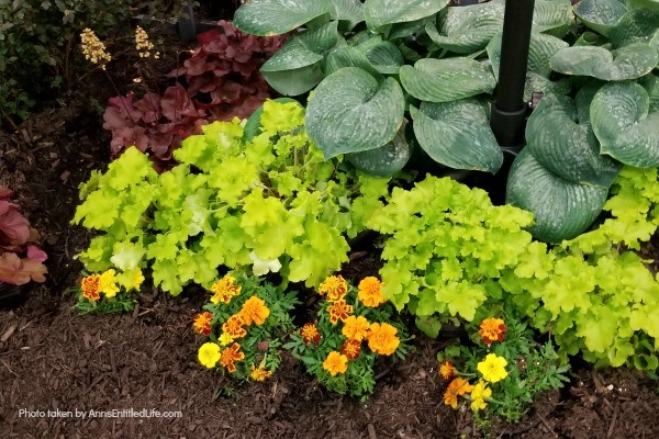 Marigold Flowers: 7 Reasons You Should Grow Marigolds This Year. Growing marigolds offers all sorts of benefits to you and your garden, so they should be considered when planning your yearly landscape. Look below at the 7 reasons you should grow marigolds this year and see why these colorful flowers are a must-have for any yard.