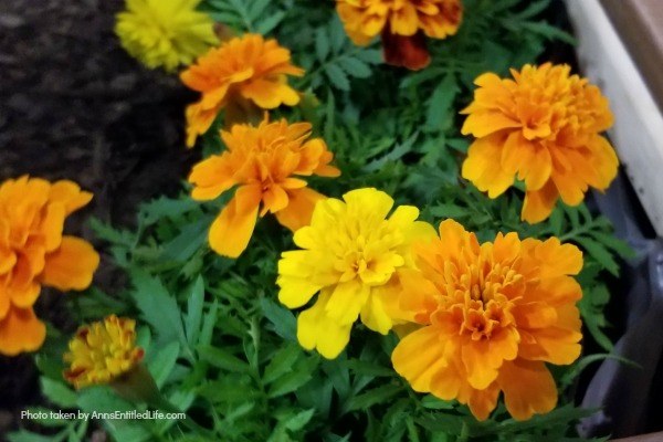 Marigold Flowers: 7 Reasons You Should Grow Marigolds This Year. Growing marigolds offers all sorts of benefits to you and your garden, so they should be considered when planning your yearly landscape. Look below at the 7 reasons you should grow marigolds this year and see why these colorful flowers are a must-have for any yard.