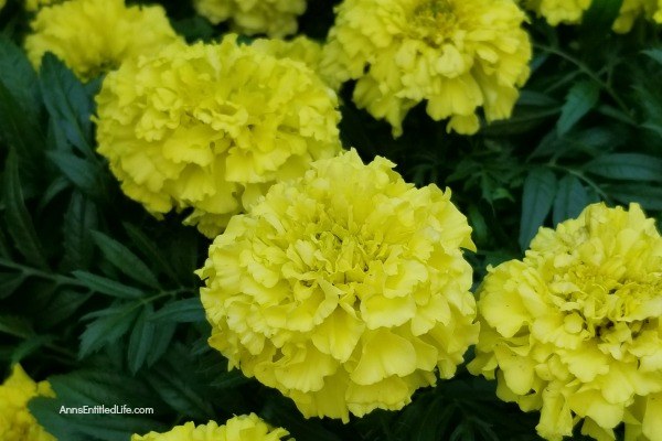 Marigold Flowers: 7 Reasons You Should Grow Marigolds This Year. Growing marigolds offers all sorts of benefits to you and your garden, so they should be considered when planning your yearly landscape. Look below at the 7 reasons you should grow marigolds this year and see why these colorful flowers are a must-have for any yard.