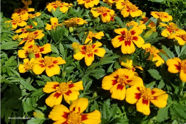 Marigold Flowers: 7 Reasons You Should Grow Marigolds This Year. Growing marigolds offers all sorts of benefits to you and your garden, so they should be considered when planning your yearly landscape. Look below at the 7 reasons you should grow marigolds this year and see why these colorful flowers are a must-have for any yard.