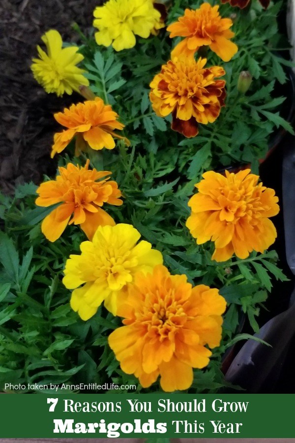 Various yellow and orange marigolds in a garden