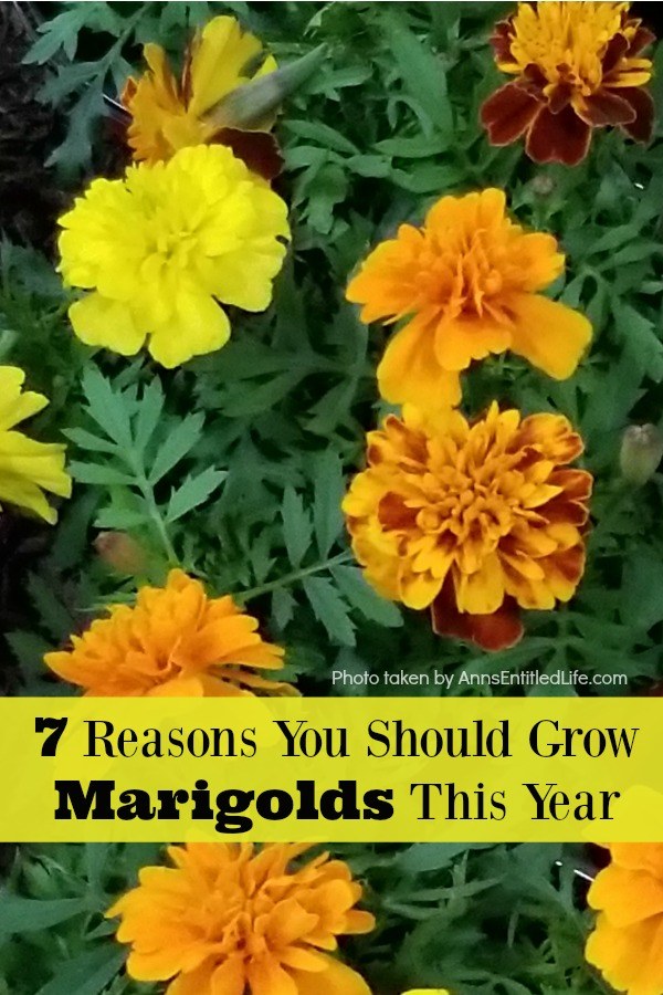 Various yellow and orange marigolds in a garden