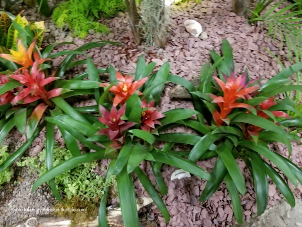 How to Grow and Care for Bromeliads. Bromeliad plant care and growth; how to grow and care for Bromeliads! Learn how to take care of your bromeliad plant and how to maintain a long lasting collection of bromeliad plants with fairly low maintenance using the tips in this post.