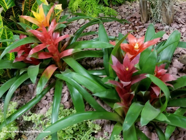 How to Grow and Care for Bromeliads. Bromeliad plant care and growth; how to grow and care for Bromeliads! Learn how to take care of your bromeliad plant and how to maintain a long lasting collection of bromeliad plants with fairly low maintenance using the tips in this post.